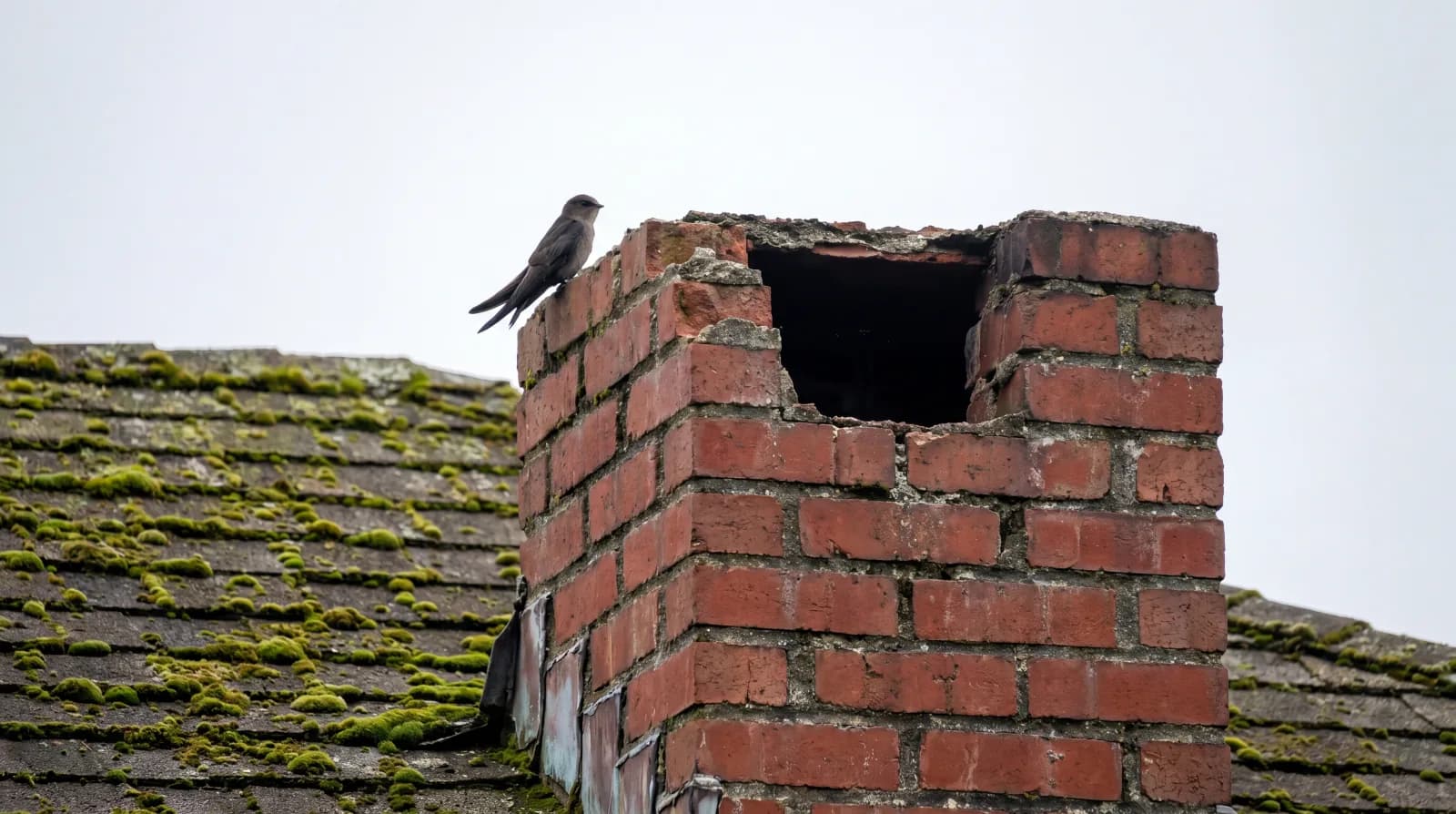 Chimney swift perched on the edge of an uncapped red brick chimney in Seattle